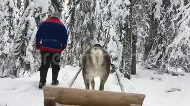 一个穿着国家拉普兰<strong>服装</strong>的芬兰男子驾驶一只鹿，他沿着一条风景如画的<strong>冬</strong>季道路在树木之间拉着雪橇。